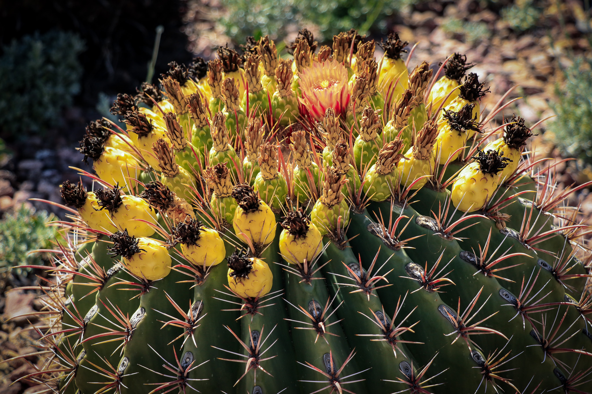Desert Botanical Garden