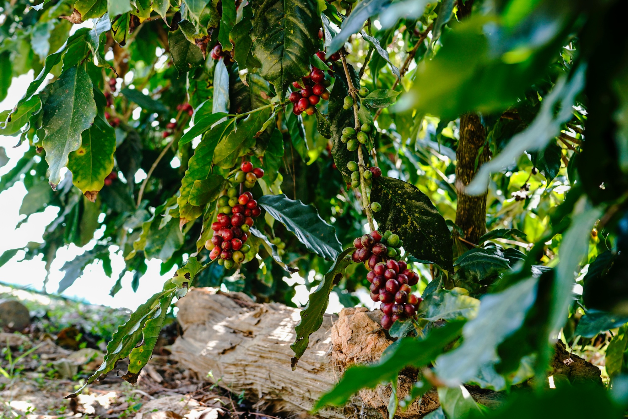 Kona Coffee Living History Farm